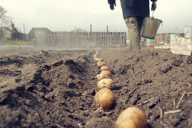 От кризиса спасет картошка?