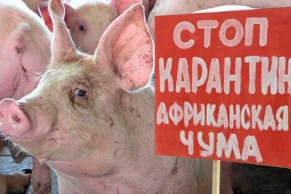 Очаг Африканской чумы свиней ликвидирован в Дивеевском районе.