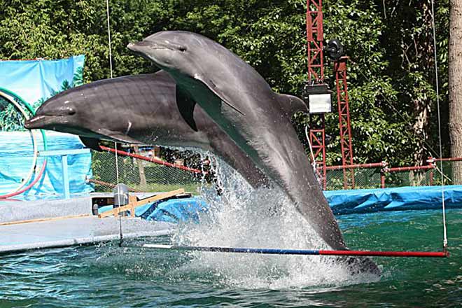 В Нижнем Новгороде открылся дельфинарий (видео)