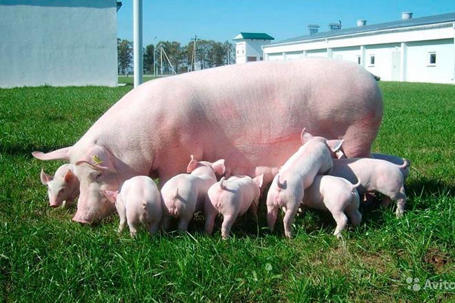 Норвежская компания готова выкупить свиней у населения